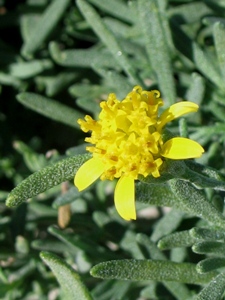 Picradeniopsis oppositifolia